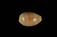 藏品(紫口寶螺)的圖片